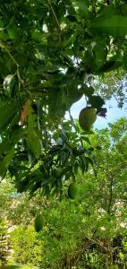 Robert Richie - Daddy Mississauga, Canada